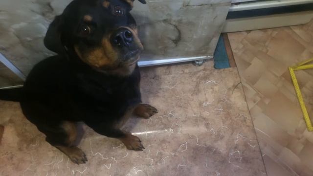 КАК ЗАПУТАТЬ СОБАКУ! КОМАНДА УМРИ! ЗАСЛУЖИ ПОЕСТЬ! СОБИРАЕМСЯ ГУЛЯТЬ! смотреть онлайн