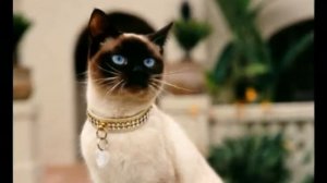 Коты и кошки. Породы кошачьи.