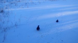 Утки на замёрзшем озере /Ducks on frozen lake