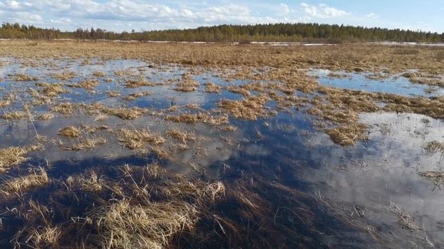 НЕРЕСТ ЩУКИ. КАРЕЛИЯ. ВЕСНА 2020. МАЙСКИЕ 2020.КАРЕЛЫЧ В ЛЕСУ