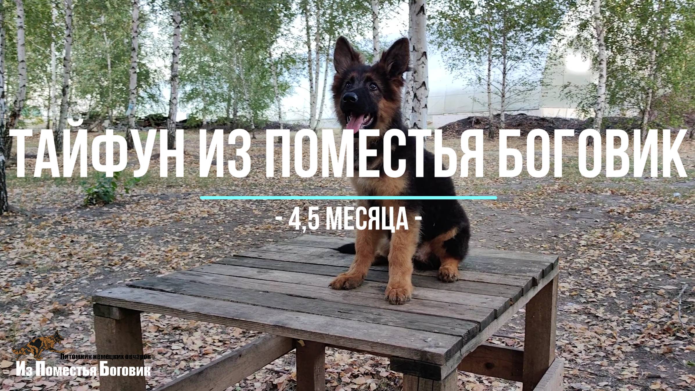 ❤ ТАЙФУН ИЗ ПОМЕСТЬЯ БОГОВИК ❤ щенок немецкой овчарки ДШ
(АМИР ХОГВАРТС & ЛАЙМА ИЗ ДОМА ДЖОКЕРА)