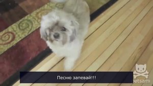 Смешные животные __ Funny Animals #2