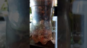 Пересадка алоказии Жаклин / alocasia Jacklyn 11.09.23