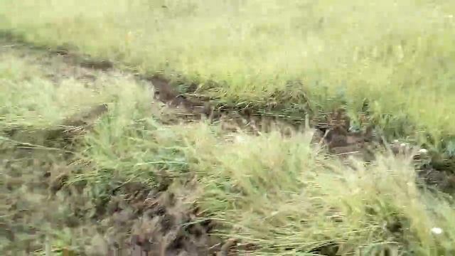 Луговое сено смотреть онлайн