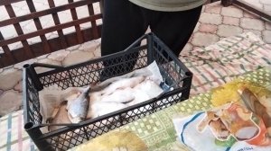 Стоит ли солить рыбу сухим посолом? Как я  сделал честный эксперимент. Сухой посол рыбы.