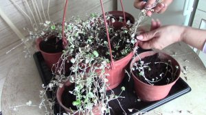 Черенкование дихондры. #дихондра #цветы #рассада #дихондрасеребристая