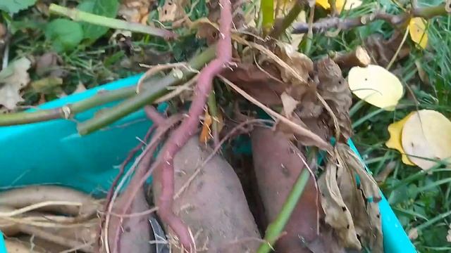 Вырастила батат, хочу поквасить смотреть онлайн