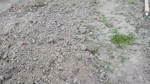 посадка свеклы, сельдерея и петрушки смотреть онлайн