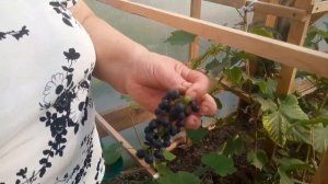 Подготовка винограда к зиме. Виноград в Пермском крае