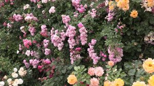 плетистая роза супер дороти - питомник роз полины козловой rozarium.biz