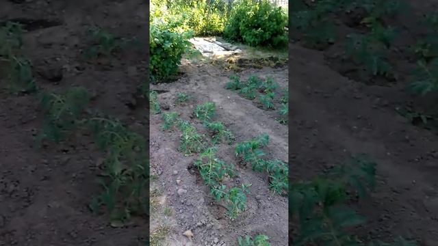 Моя дача 9 июня. смотреть онлайн