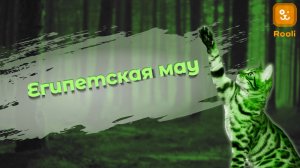 Египетская мау