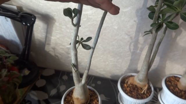 Цветы в моем доме. Комнатные растения. Адениум-пересадка, обрезка, прививка. смотреть онлайн