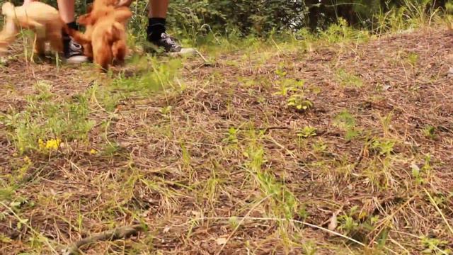 Той пудели-гонки на выживание. Toy-poodle race to the bottom.