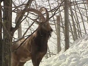 Жизнь замечательных зверей. Выпуск 1 апреля