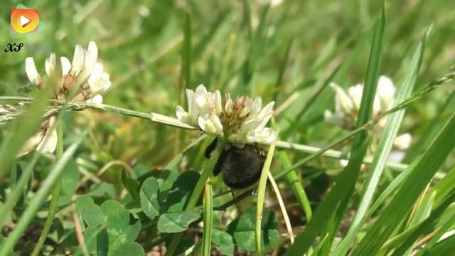 Мурманск. Семеновское озеро. Шмель-трудяга. 3 июля 2016. Лето в коем то веке. Видео 2016. смотреть онлайн