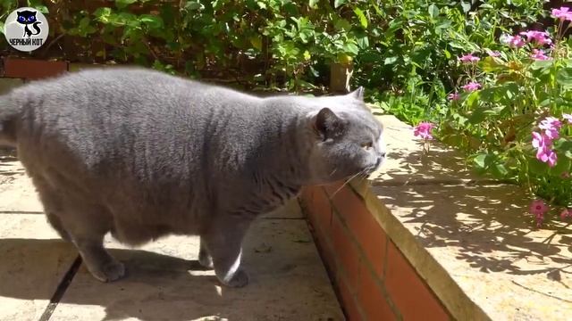 ✔ Британская кошка: плюсы и минусы породы смотреть онлайн