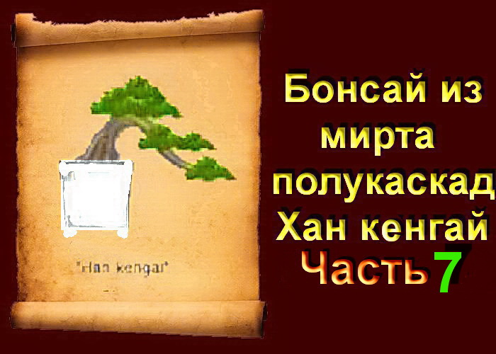 Обрезка бонсай из Мирта в стиле Хан - Кенгай полу каскад часть 7