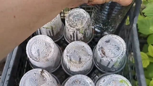 Размножение малины, методом стакан на стакан. смотреть онлайн