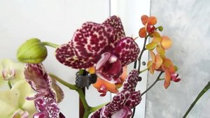 Всё про фитиль.  Орхидеи на фитиле.