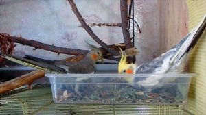 ЧЕМ ПРАВИЛЬНО КОРМИТЬ ПОПУГАЯ. Рацион моих попугаев корелл. Здоровое питание попугая.