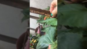 Женские и мужские цветы на стебле у Бегонии