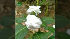 Amazing white double impatiens /Impatiens walleriana/Impatiens double rose