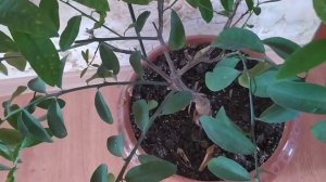 ?Черенкование лимона кумквата. Все получилось. Поставила новые черенки.