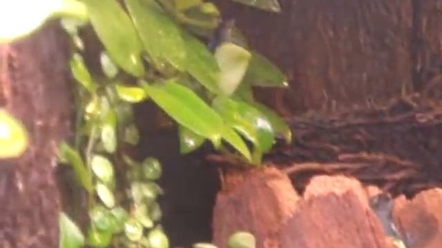 Pumilio Darkland/Cauchero смотреть онлайн