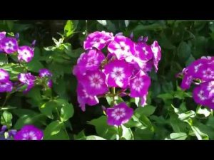 44  Флоксы  Дачные картинки 2018