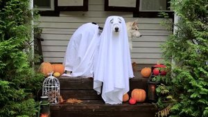 Huskies Put on Halloween Costumes and Arranged a Photo Shoot