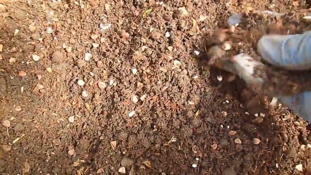 Высаживаю немезию на пмж 29 05 2018