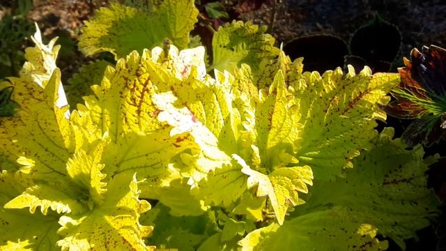 Колеус сорт"Pele" смотреть онлайн