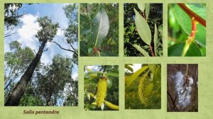 Древесные широколиственных лесов