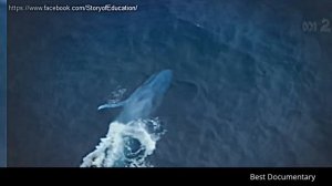 The Biggest Sea Creature : Blue Whale : Best Documentary 2017