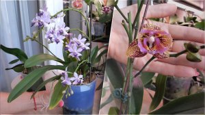 Орхидея ПОДАРОК из ШОК посылки ЗАЦВЕТАЕТ / и ещё две НЕОБЫЧНЫЕ ПОПУЛЯРНЫЕ ОРХИДЕИ.