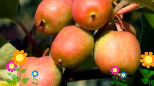 Актинидия аргута Женева (Geneva). Краткий обзор, описание характеристик, где купить саженцы смотреть онлайн