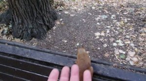 Ловлю забавную белку