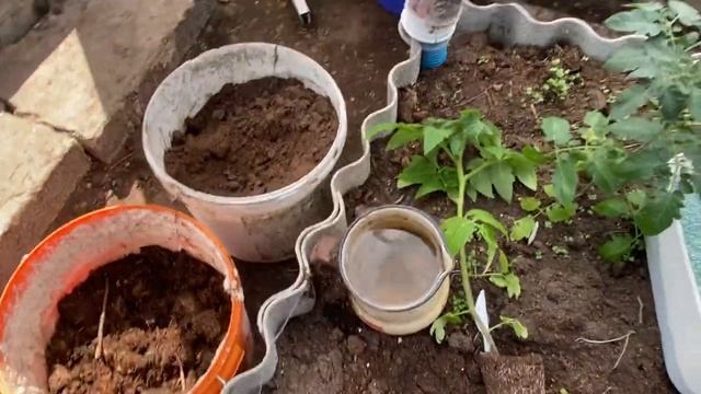 Посадка томатов серии Гномы. смотреть онлайн