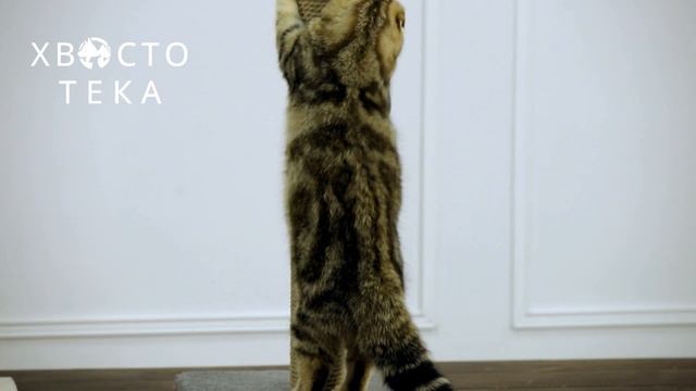 Когтеточка столбик "Лунана" смотреть онлайн