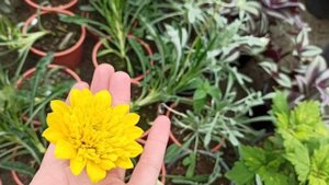 Растения, которые НЕ ЕДЯТ слизни и улитки!