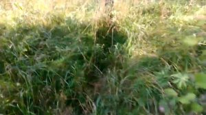 лесные  колокольчики и другие   цветы