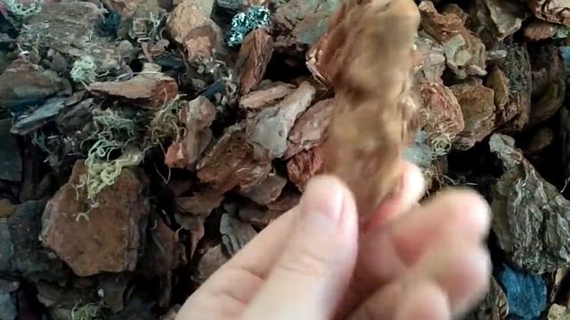 Субстрат для орхидей, обзор. смотреть онлайн