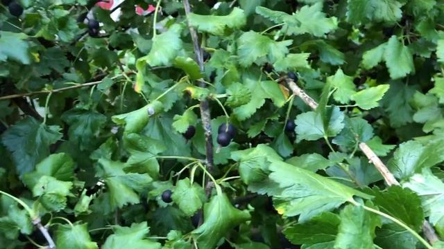 Куст крыжовниковой смородины:) смотреть онлайн