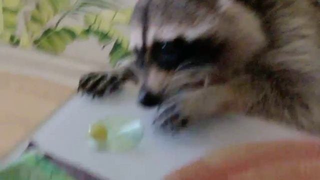 буся