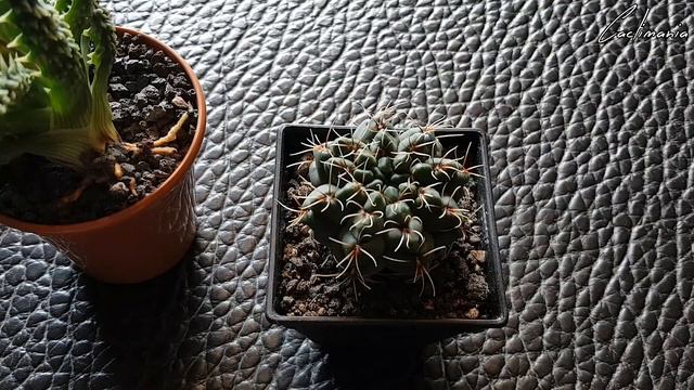 Plant Pest Update - Never Give Up on Your Cactus & Succulents! смотреть онлайн