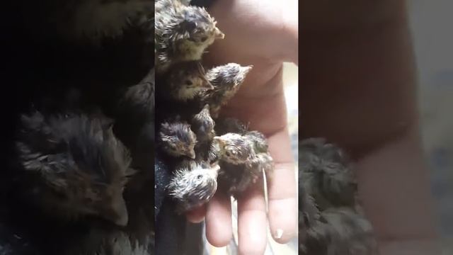 Птенцы серой куропатки (perdix perdix) grey partridge chicks куріпки сірі