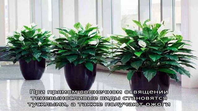 Тенелюбивые комнатные растения: богатый выбор цветоводов смотреть онлайн