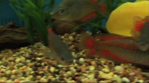 Parkinson's rainbowfish (Melanotaenia parkinsoni)