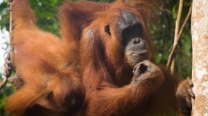 Ecotourism in Northern Sumatra | Indonesia Discoveries | World Nomads